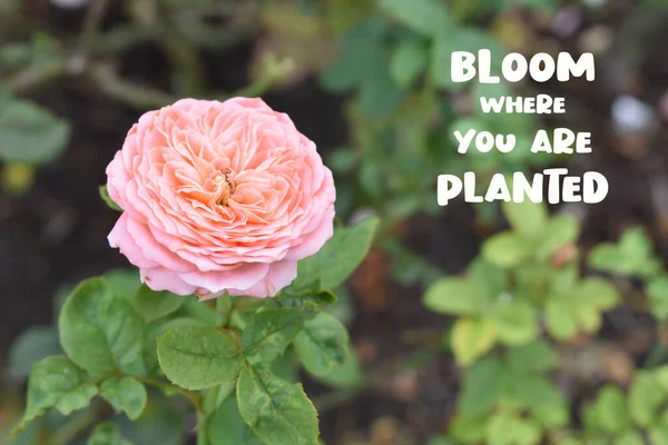 Bloom Waar Bent Geplant Citaat Roze Roos Achtergrond Mooie Pastel — Stockfoto