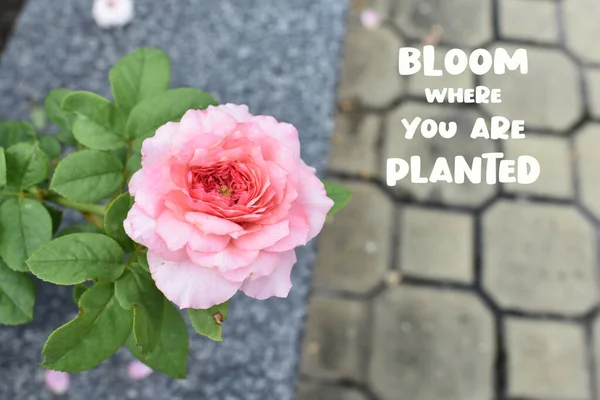 Bloom Onde Você Está Plantado Citação Rosa Rosa Fundo Belo — Fotografia de Stock