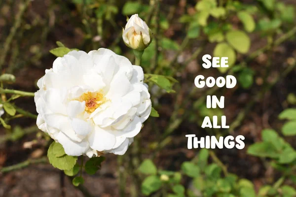 Zobacz Dobry Wszystkim Cytat Różowa Róża Tle Piękny Pastelowy Ogród — Zdjęcie stockowe