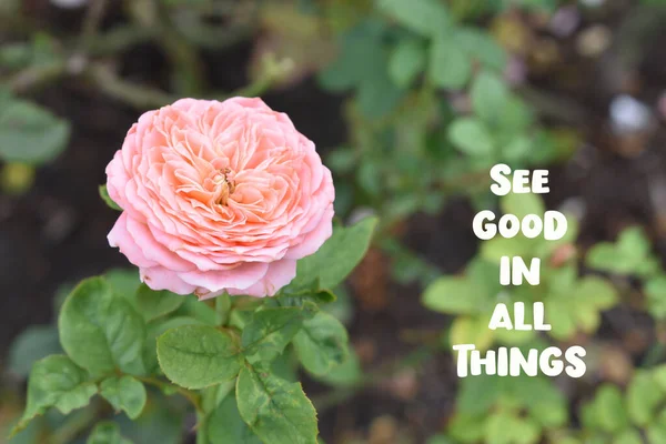 Vidět Dobro Všem Citát Růžová Růže Pozadí Krásná Pastelová Růžová — Stock fotografie