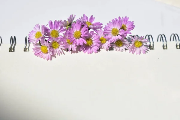 Güzel Avrupalı Michaelmas Daisy düzenleme sarmal defter, beyaz kağıt arka plan, güneşli, sıcak, romantik, düz yatak, üst görünüm