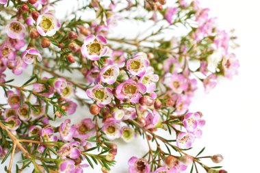 Avustralya yerlisi yabani çiçek pastel pembe Geraldton balmumu bukalemuncinatum beyaz arka planda izole edilmiş, mor çiçekli arka plan, düğün süslemesi, ilkbahar, botanik