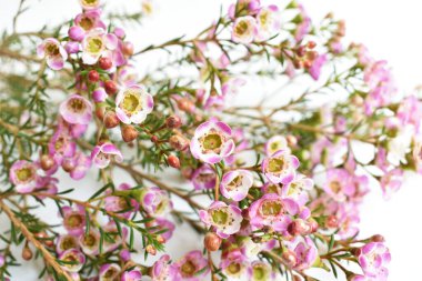 Avustralya yerlisi yabani çiçek pastel pembe Geraldton balmumu bukalemuncinatum beyaz arka planda izole edilmiş, mor çiçekli arka plan, düğün süslemesi, ilkbahar, botanik