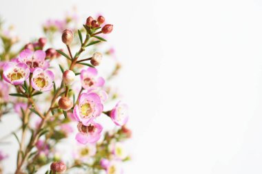 Avustralya yerlisi yabani çiçek pastel pembe Geraldton balmumu bukalemuncinatum beyaz arka planda izole edilmiş, mor çiçekli arka plan, düğün süslemesi, ilkbahar, botanik