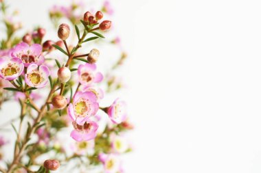 Avustralya yerlisi yabani çiçek pastel pembe Geraldton balmumu bukalemuncinatum beyaz arka planda izole edilmiş, mor çiçekli arka plan, düğün süslemesi, ilkbahar, botanik