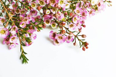 Avustralya yerlisi yabani çiçek pastel pembe Geraldton balmumu bukalemuncinatum beyaz arka planda izole edilmiş, mor çiçekli arka plan, düğün süslemesi, ilkbahar, botanik