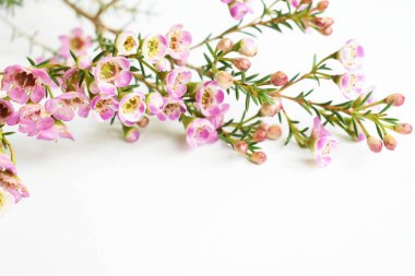 Avustralya yerlisi yabani çiçek pastel pembe Geraldton balmumu bukalemuncinatum beyaz arka planda izole edilmiş, mor çiçekli arka plan, düğün süslemesi, ilkbahar, botanik