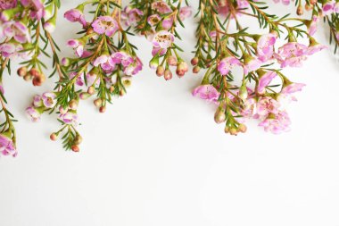 Avustralya yerlisi yabani çiçek pastel pembe Geraldton balmumu bukalemuncinatum beyaz arka planda izole edilmiş, mor çiçekli arka plan, düğün süslemesi, ilkbahar, botanik