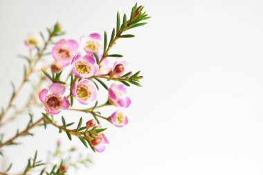 Avustralya yerlisi yabani çiçek pastel pembe Geraldton balmumu bukalemuncinatum beyaz arka planda izole edilmiş, mor çiçekli arka plan, düğün süslemesi, ilkbahar, botanik