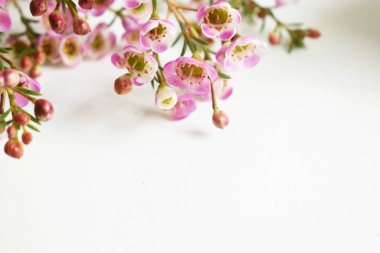 Avustralya yerlisi yabani çiçek pastel pembe Geraldton balmumu bukalemuncinatum beyaz arka planda izole edilmiş, mor çiçekli arka plan, düğün süslemesi, ilkbahar, botanik