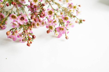 Avustralya yerlisi yabani çiçek pastel pembe Geraldton balmumu bukalemuncinatum beyaz arka planda izole edilmiş, mor çiçekli arka plan, düğün süslemesi, ilkbahar, botanik