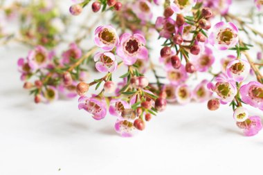 Avustralya yerlisi yabani çiçek pastel pembe Geraldton balmumu bukalemuncinatum beyaz arka planda izole edilmiş, mor çiçekli arka plan, düğün süslemesi, ilkbahar, botanik