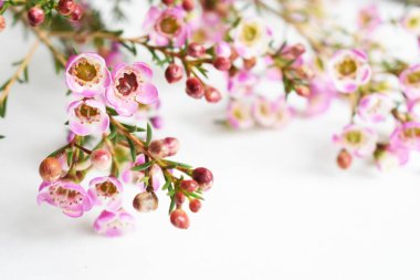 Avustralya yerlisi yabani çiçek pastel pembe Geraldton balmumu bukalemuncinatum beyaz arka planda izole edilmiş, mor çiçekli arka plan, düğün süslemesi, ilkbahar, botanik