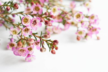 Avustralya yerlisi yabani çiçek pastel pembe Geraldton balmumu bukalemuncinatum beyaz arka planda izole edilmiş, mor çiçekli arka plan, düğün süslemesi, ilkbahar, botanik