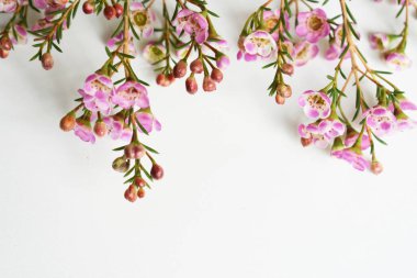 Avustralya yerlisi yabani çiçek pastel pembe Geraldton balmumu bukalemuncinatum beyaz arka planda izole edilmiş, mor çiçekli arka plan, düğün süslemesi, ilkbahar, botanik