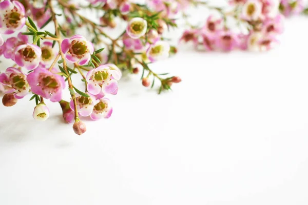 Australian native wild flower pastel pink Geraldton Wax chameleucium uncinatum isolated on white background, violet floral background, wedding decoration, springtime, botany