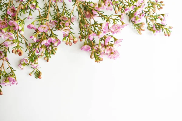 Australian native wild flower pastel pink Geraldton Wax chameleucium uncinatum isolated on white background, violet floral background, wedding decoration, springtime, botany