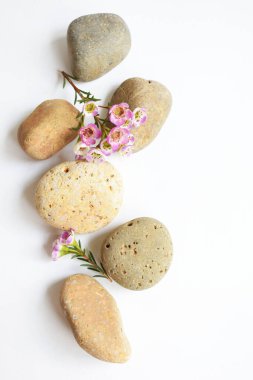 Soyut kaya çakıl taşları ve beyaz arka planda çiçekler, üst manzara, Avustralya yerlisi yabani çiçek pastel pembe Geraldton Balmumu bukalemuncinatum, spa konsepti, huzur, rahatlama, meditasyon, sağlıklı yaşam