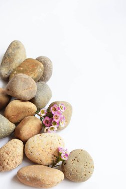 Soyut kaya çakıl taşları ve beyaz arka planda çiçekler, üst manzara, Avustralya yerlisi yabani çiçek pastel pembe Geraldton Balmumu bukalemuncinatum, spa konsepti, huzur, rahatlama, meditasyon, sağlıklı yaşam