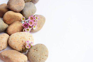 Soyut kaya çakıl taşları ve beyaz arka planda çiçekler, üst manzara, Avustralya yerlisi yabani çiçek pastel pembe Geraldton Balmumu bukalemuncinatum, spa konsepti, huzur, rahatlama, meditasyon, sağlıklı yaşam