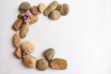 Soyut kaya çakıl taşları ve beyaz arka planda çiçekler, üst manzara, Avustralya yerlisi yabani çiçek pastel pembe Geraldton Balmumu bukalemuncinatum, spa konsepti, huzur, rahatlama, meditasyon, sağlıklı yaşam