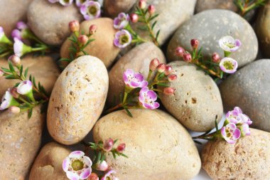 Soyut kaya çakıl taşları ve beyaz arka planda çiçekler, üst manzara, Avustralya yerlisi yabani çiçek pastel pembe Geraldton Balmumu bukalemuncinatum, spa konsepti, huzur, rahatlama, meditasyon, sağlıklı yaşam