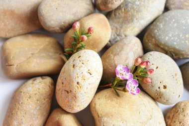 Soyut kaya çakıl taşları ve beyaz arka planda çiçekler, üst manzara, Avustralya yerlisi yabani çiçek pastel pembe Geraldton Balmumu bukalemuncinatum, spa konsepti, huzur, rahatlama, meditasyon, sağlıklı yaşam