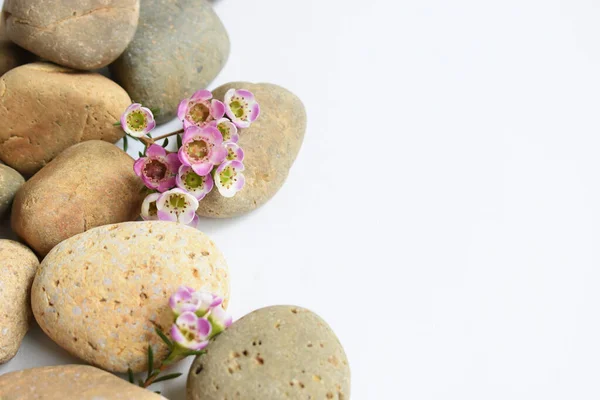 stock image Abstract rocks pebbles and flowers in white background, top view, Australian native wild flower pastel pink Geraldton Wax chameleucium uncinatum, spa concept, peace, relax, meditation, healthy life