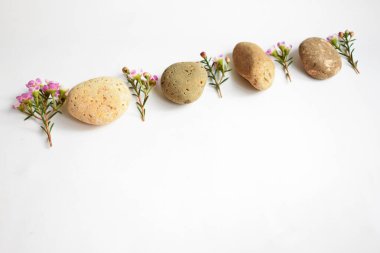 Soyut kaya çakıl taşları ve beyaz arka planda çiçekler, üst manzara, Avustralya yerlisi yabani çiçek pastel pembe Geraldton Balmumu bukalemuncinatum, spa konsepti, huzur, rahatlama, meditasyon, sağlıklı yaşam