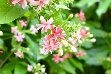 Combretum indicum ya da Rangoon Creeper veya Çin hanımeli veya Quisqualis indica veya Ceguk veya yeşil yapraklı Malatilata çiçekleri. Bitki bitkisel bir ilaç olarak kullanılır, bitkisel bitki, tropikal Asya 'ya özgü, bahar, çiçek, bariyer, çiçek duvarı