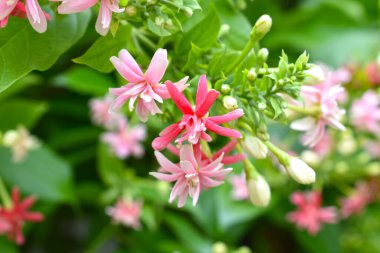 Combretum indicum ya da Rangoon Creeper veya Çin hanımeli veya Quisqualis indica veya Ceguk veya yeşil yapraklı Malatilata çiçekleri. Bitki bitkisel bir ilaç olarak kullanılır, bitkisel bitki, tropikal Asya 'ya özgü, bahar, çiçek, bariyer, çiçek duvarı