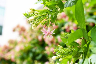 Combretum indicum ya da Rangoon Creeper veya Çin hanımeli veya Quisqualis indica veya Ceguk veya yeşil yapraklı Malatilata çiçekleri. Bitki bitkisel bir ilaç olarak kullanılır, bitkisel bitki, tropikal Asya 'ya özgü, bahar, çiçek, bariyer, çiçek duvarı