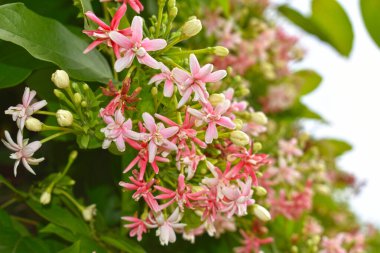 Combretum indicum ya da Rangoon Creeper veya Çin hanımeli veya Quisqualis indica veya Ceguk veya yeşil yapraklı Malatilata çiçekleri. Bitki bitkisel bir ilaç olarak kullanılır, bitkisel bitki, tropikal Asya 'ya özgü, bahar, çiçek, bariyer, çiçek duvarı