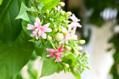 Combretum indicum ya da Rangoon Creeper veya Çin hanımeli veya Quisqualis indica veya Ceguk veya yeşil yapraklı Malatilata çiçekleri. Bitki bitkisel bir ilaç olarak kullanılır, bitkisel bitki, tropikal Asya 'ya özgü, bahar, çiçek, bariyer, çiçek duvarı