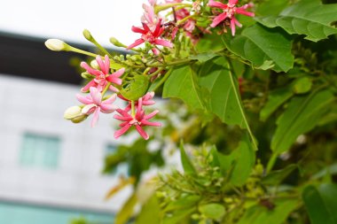 Combretum indicum ya da Rangoon Creeper veya Çin hanımeli veya Quisqualis indica veya Ceguk veya yeşil yapraklı Malatilata çiçekleri. Bitki bitkisel bir ilaç olarak kullanılır, bitkisel bitki, tropikal Asya 'ya özgü, bahar, çiçek, bariyer, çiçek duvarı
