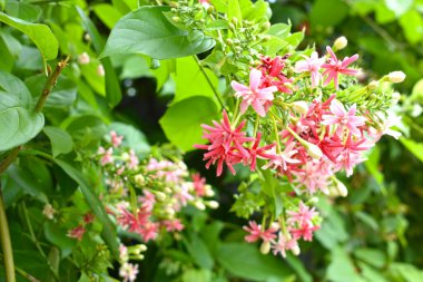 Combretum indicum ya da Rangoon Creeper veya Çin hanımeli veya Quisqualis indica veya Ceguk veya yeşil yapraklı Malatilata çiçekleri. Bitki bitkisel bir ilaç olarak kullanılır, bitkisel bitki, tropikal Asya 'ya özgü, bahar, çiçek, bariyer, çiçek duvarı