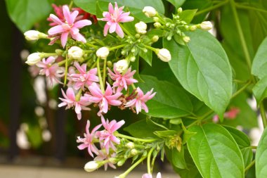 Combretum indicum ya da Rangoon Creeper veya Çin hanımeli veya Quisqualis indica veya Ceguk veya yeşil yapraklı Malatilata çiçekleri. Bitki bitkisel bir ilaç olarak kullanılır, bitkisel bitki, tropikal Asya 'ya özgü, bahar, çiçek, bariyer, çiçek duvarı