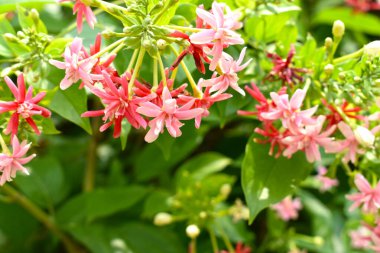 Combretum indicum ya da Rangoon Creeper veya Çin hanımeli veya Quisqualis indica veya Ceguk veya yeşil yapraklı Malatilata çiçekleri. Bitki bitkisel bir ilaç olarak kullanılır, bitkisel bitki, tropikal Asya 'ya özgü, bahar, çiçek, bariyer, çiçek duvarı