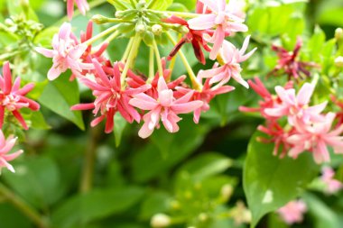 Combretum indicum ya da Rangoon Creeper veya Çin hanımeli veya Quisqualis indica veya Ceguk veya yeşil yapraklı Malatilata çiçekleri. Bitki bitkisel bir ilaç olarak kullanılır, bitkisel bitki, tropikal Asya 'ya özgü, bahar, çiçek, bariyer, çiçek duvarı