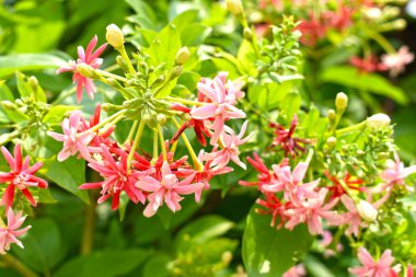 Combretum indicum ya da Rangoon Creeper veya Çin hanımeli veya Quisqualis indica veya Ceguk veya yeşil yapraklı Malatilata çiçekleri. Bitki bitkisel bir ilaç olarak kullanılır, bitkisel bitki, tropikal Asya 'ya özgü, bahar, çiçek, bariyer, çiçek duvarı