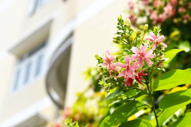 Combretum indicum ya da Rangoon Creeper veya Çin hanımeli veya Quisqualis indica veya Ceguk veya yeşil yapraklı Malatilata çiçekleri. Bitki bitkisel bir ilaç olarak kullanılır, bitkisel bitki, tropikal Asya 'ya özgü, bahar, çiçek, bariyer, çiçek duvarı