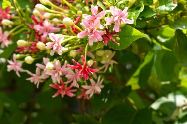 Combretum indicum ya da Rangoon Creeper veya Çin hanımeli veya Quisqualis indica veya Ceguk veya yeşil yapraklı Malatilata çiçekleri. Bitki bitkisel bir ilaç olarak kullanılır, bitkisel bitki, tropikal Asya 'ya özgü, bahar, çiçek, bariyer, çiçek duvarı