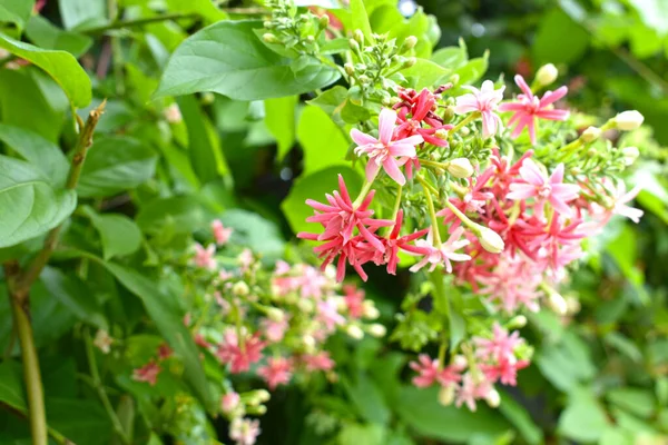 Combretum Indicum Rangoon Rampant Chèvrefeuille Chinoise Quisqualis Indica Fleurs Ceguk — Photo