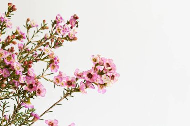 Avustralya yerlisi yabani çiçek pastel pembe Geraldton balmumu bukalemuncinatum beyaz arka planda izole edilmiş, mor çiçekli arka plan, düğün süslemesi, ilkbahar, botanik