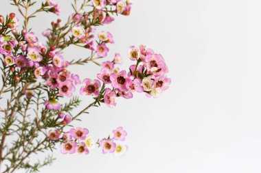 Avustralya yerlisi yabani çiçek pastel pembe Geraldton balmumu bukalemuncinatum beyaz arka planda izole edilmiş, mor çiçekli arka plan, düğün süslemesi, ilkbahar, botanik