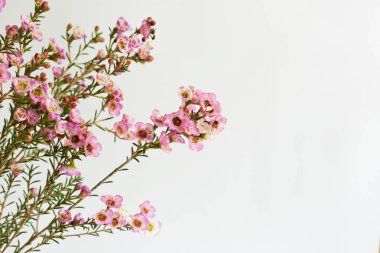 Avustralya yerlisi yabani çiçek pastel pembe Geraldton balmumu bukalemuncinatum beyaz arka planda izole edilmiş, mor çiçekli arka plan, düğün süslemesi, ilkbahar, botanik