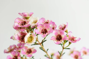 Avustralya yerlisi yabani çiçek pastel pembe Geraldton balmumu bukalemuncinatum beyaz arka planda izole edilmiş, mor çiçekli arka plan, düğün süslemesi, ilkbahar, botanik