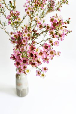 Avustralya yerlisi yabani çiçek pastel pembe Geraldton balmumu bukalemuncinatum beyaz arka planda izole edilmiş, mor çiçekli arka plan, düğün süslemesi, ilkbahar, botanik