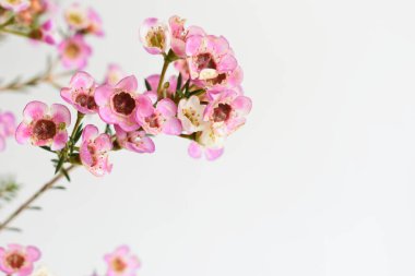 Avustralya yerlisi yabani çiçek pastel pembe Geraldton balmumu bukalemuncinatum beyaz arka planda izole edilmiş, mor çiçekli arka plan, düğün süslemesi, ilkbahar, botanik