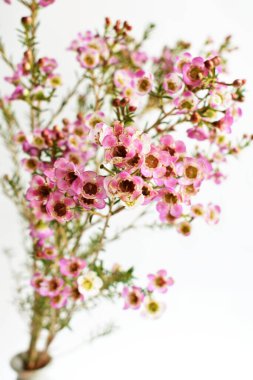 Avustralya yerlisi yabani çiçek pastel pembe Geraldton balmumu bukalemuncinatum beyaz arka planda izole edilmiş, mor çiçekli arka plan, düğün süslemesi, ilkbahar, botanik